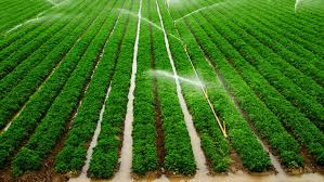 Kankuba Irrigation System